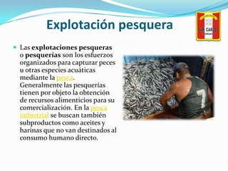 Explotación pesquera<br />Las explotaciones pesqueras o pesquerías son los esfuerzos organizados para capturar peces u otr...