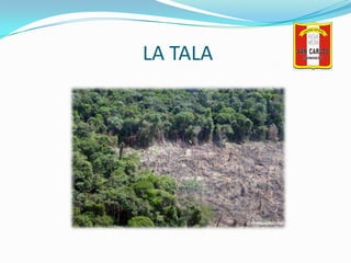 LA TALA<br />