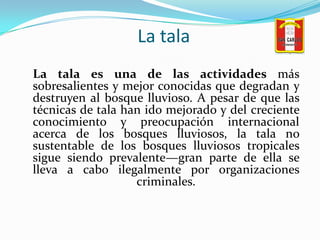 La tala<br />La tala es una de las actividades más sobresalientes y mejor conocidas que degradan y destruyen al bosque llu...