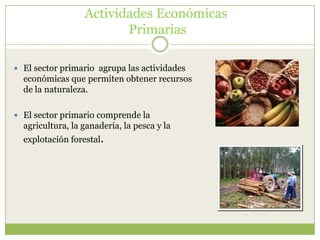 Actividades Económicas
                         Primarias

 El sector primario agrupa las actividades
  económicas que permiten obtener recursos
  de la naturaleza.

 El sector primario comprende la
  agricultura, la ganadería, la pesca y la
  explotación forestal.
 
