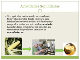 Actividades Secundarias

 Si el agricultor decide vender su cosecha de
  trigo y el comprador decide emplearla para
  fabricar harina en un molino, este fabricante y
  comprador realiza una actividad secundaria.
  Las actividades secundarias son aquellas que
  transforman los productos primarios en
  manufacturas.
 