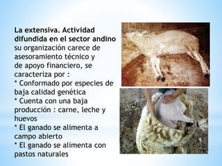 La extensiva. Actividad
difundida en el sector andino
su organización carece de
asesoramiento técnico y
de apoyo financiero, se
caracteriza por :
* Conformado por especies de
baja calidad genética
* Cuenta con una baja
producción : carne, leche y
huevos
* El ganado se alimenta a
campo abierto
* El ganado se alimenta con
pastos naturales
 