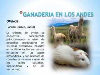 OVINOS
• (Puno, Cuzco, Junín)
La crianza de ovinos se
encuentra concentrada
principalmente a nivel de
pequeños productores en
sistemas extensivos, basados
en la alimentación con pastos
naturales en las zonas
altoandinas, y con residuos de
cosechas y malezas a nivel de
los valles costeños,
interandinos y de las
vertientes.
 