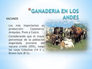 VACUNOS
Los más importantes en
producción: Cajamarca,
Arequipa, Puno y Cuzco.
Considerando que el mayor
porcentaje de la población
engordada proviene del
vacuno criollo (55%), luego
las razas Cebuínas (14 % ),
Brown Suis (8 %).
 