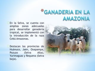 En la Selva, se cuenta con
amplias zonas adecuadas
para desarrollar ganadería
tropical, se implementó con
la introducción de la raza
Cebú Amazonas.
Destacan las provincias de
Huánuco, Jaén, Oxapampa,
Pozuzo (Selva Alta),
Yurimaguas y Requena (Selva
baja).
 