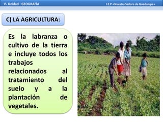 C) LA AGRICULTURA:
Es la labranza o
cultivo de la tierra
e incluye todos los
trabajos
relacionados al
tratamiento del
suelo y a la
plantación de
vegetales.
V- Unidad : GEOGRAFÍA I.E.P «Nuestra Señora de Guadalupe»
 