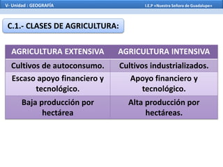 AGRICULTURA EXTENSIVA AGRICULTURA INTENSIVA
Cultivos de autoconsumo. Cultivos industrializados.
Escaso apoyo financiero y
tecnológico.
Apoyo financiero y
tecnológico.
Baja producción por
hectárea
Alta producción por
hectáreas.
C.1.- CLASES DE AGRICULTURA:
V- Unidad : GEOGRAFÍA I.E.P «Nuestra Señora de Guadalupe»
 