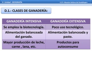 GANADERÍA INTENSIVA GANADERÍA EXTENSIVA
Se emplea la biotecnología. Poco uso tecnológico.
Alimentación balanceada
del ganado.
Alimentación balanceada y
pasto.
Mayor producción de leche,
carne , lana, etc.
Productos para
autoconsumo
D.1.- CLASES DE GANADERÍA:
V- Unidad : GEOGRAFÍA I.E.P «Nuestra Señora de Guadalupe»
 