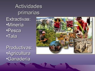 Actividades
     primarias
Extractivas:
•Minería
•Pesca
•Tala

Productivas:
•Agricultura
•Ganadería
 