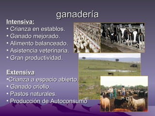 ganadería
Intensiva:
• Crianza en establos.
• Ganado mejorado.
• Alimento balanceado.
• Asistencia veterinaria.
• Gran productividad.

Extensiva
•Crianza a espacio abierto.
• Ganado criollo.
• Pastos naturales.
• Producción de Autoconsumo
 