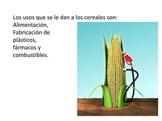 Los usos que se le dan a los cereales son: 
Alimentación, 
Fabricación de 
plásticos, 
fármacos y 
combustibles. 
 