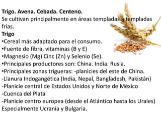 Trigo. Avena. Cebada. Centeno. 
Se cultivan principalmente en áreas templadas a templadas 
frías. 
Trigo 
•Cereal más adaptado para el consumo. 
•Fuente de fibra, vitaminas (B y E) 
•Magnesio (Mg) Cinc (Zn) y Selenio (Se). 
•Principales productores son: China. India. Rusia. 
•Principales zonas trigueras: -planicies del este de China. 
-Llanura Indogangética (India, Nepal, Bangladesh, Pakistán) 
-Planicie central de Estados Unidos y Norte de México 
-Cuenca del Plata 
-Planicie centro europea (desde el Atlántico hasta los Urales) 
Especialmente Ucrania y Bulgaria. 
 