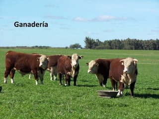 Ganadería 
 