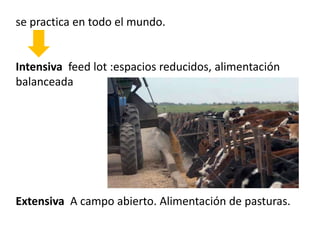 se practica en todo el mundo. 
Intensiva feed lot :espacios reducidos, alimentación 
balanceada 
Extensiva A campo abierto. Alimentación de pasturas. 
 