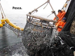 Pesca. 
 