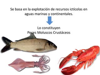 Se basa en la explotación de recursos ictícolas en 
aguas marinas y continentales. 
Lo constituyen 
Peces Moluscos Crustáceos 
 