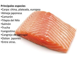 Principales especies 
•Carpa: china, plateada, europea 
•Almeja japonesa 
•Camarón 
•Tilapia del Nilo 
•Salmón 
•Trucha 
•Langostino 
•Cangrejo de sahnagai 
•Ostion japones 
•Entre otras. 
 