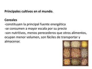 Principales cultivos en el mundo. 
Cereales 
-constituyen la principal fuente energética 
-se consumen a mayor escala por su precio 
-son nutritivos, menos perecederos que otros alimentos, 
ocupan menor volumen, son fáciles de transportar y 
almacenar. 
 