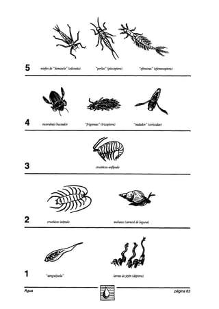 5      ninfas de “&misela” (odonata)          “perlas” (plecoptera)          “t$meras“ (f+nemptera)




4       escarabajo
                 buceador              “figaneas” (triwptera)             “nadador” ~corixidae~




2          crustáceo
                   l-sbpodo                                 molusw (caracolde laguna)




                                                            hvas dej+n (diptera)



Agua                                                                                                  página 63
 