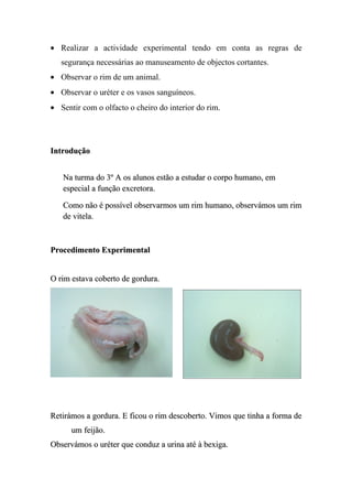 • Realizar a actividade experimental tendo em conta as regras de
   segurança necessárias ao manuseamento de objectos cortantes.
• Observar o rim de um animal.
• Observar o uréter e os vasos sanguíneos.
• Sentir com o olfacto o cheiro do interior do rim.




Introdução


   Na turma do 3º A os alunos estão a estudar o corpo humano, em
   especial a função excretora.

   Como não é possível observarmos um rim humano, observámos um rim
   de vitela.



Procedimento Experimental


O rim estava coberto de gordura.




Retirámos a gordura. E ficou o rim descoberto. Vimos que tinha a forma de
      um feijão.
Observámos o uréter que conduz a urina até à bexiga.
 