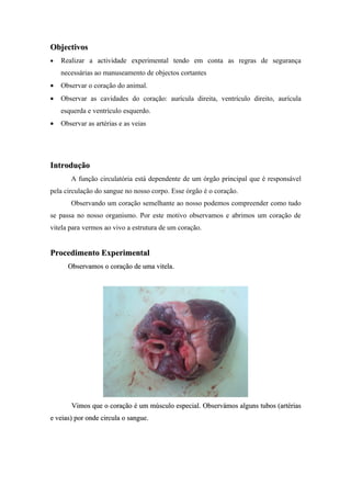 Objectivos
•   Realizar a actividade experimental tendo em conta as regras de segurança
    necessárias ao manuseamento de objectos cortantes
•   Observar o coração do animal.
•   Observar as cavidades do coração: aurícula direita, ventrículo direito, aurícula
    esquerda e ventrículo esquerdo.
•   Observar as artérias e as veias




Introdução
       A função circulatória está dependente de um órgão principal que é responsável
pela circulação do sangue no nosso corpo. Esse órgão é o coração.
       Observando um coração semelhante ao nosso podemos compreender como tudo
se passa no nosso organismo. Por este motivo observamos e abrimos um coração de
vitela para vermos ao vivo a estrutura de um coração.


Procedimento Experimental
      Observamos o coração de uma vitela.




       Vimos que o coração é um músculo especial. Observámos alguns tubos (artérias
e veias) por onde circula o sangue.
 