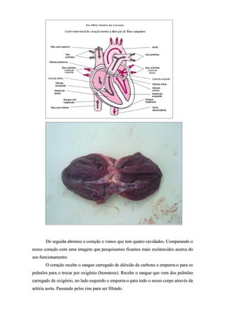 De seguida abrimos o coração e vimos que tem quatro cavidades. Comparando o
nosso coração com uma imagem que pesquisamos ficamos mais esclarecidos acerca do
seu funcionamento:
       O coração recebe o sangue carregado de dióxido de carbono e empurra-o para os
pulmões para o trocar por oxigénio (hematose). Recebe o sangue que vem dos pulmões
carregado de oxigénio, no lado esquerdo e empurra-o para todo o nosso corpo através da
artéria aorta. Passando pelos rins para ser filtrado.
 