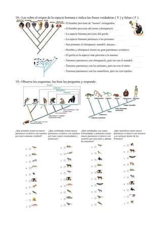 18.- Lee sobre el origen de la especie humana e indica las frases verdaderas ( V ) y falsas ( F ):
- El hombre proviene de "monos" extinguidos:
- El hombre proviene del mono (chimpancé):
- La especie humana proviene del gorila:
- La especie humana pertenece a los primates:
- Son primates el chimpancé, mandril, macaco...
- Hombre y chimpancé tienen un gran parentesco evolutivo:
- El gorila es la especie más próxima a la nuestra:
- Tenemos parentesco con chimpancés, pero no con el mandril:
- Tenemos parentesco con los primates, pero no con el ratón:
- Tenemos parentesco con los mamíferos, pero no con reptiles:
19.- Observa los esquemas, lee bien las preguntas y responde:
¿Qué animales tienen un mayor
parentesco evolutivo con nosotros
por tener columna vertebral?
¿Qué vertebrados tienen mayor
parentesco evolutivo con nosotros
por tener cuatro extremidades y
pulmones?
¿Qué vertebrados con cuatro
extremidades y pulmones tienen
mayor parentesco evolutivo con
nosotros por tener pelo y glándu-
las mamarias?
¿Qué mamíferos tienen mayor
parentesco evolutivo con nosotros
y se incluyen dentro de los
Primates?
 