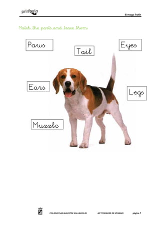 El mago Trotín
COLEGIO SAN AGUSTÍN VALLADOLID ACTIVIDADES DE VERANO página 7
Match the parts and trace themMatch the parts and trace themMatch the parts and trace themMatch the parts and trace them::::
Muzzle
Tail
EyesPaws
Ears
Legs
 