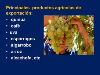 Principales productos agrícolas de
exportación:
• quinua
• café
• uva
• espárragos
• algarrobo
• arroz
• alcachofa, etc.
 