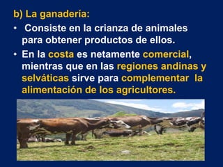 b) La ganadería:
• Consiste en la crianza de animales
para obtener productos de ellos.
• En la costa es netamente comercial,
mientras que en las regiones andinas y
selváticas sirve para complementar la
alimentación de los agricultores.
 