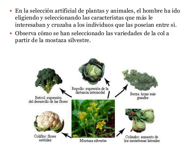 Actividades sobre Evolución Biológica