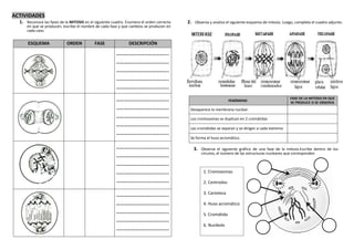 ACTIVIDADES
  1. Reconoce las fases de la MITOSIS en el siguiente cuadro. Enumera el orden correcto   2. Observa y analiza el siguiente esquema de mitosis. Luego, completa el cuadro adjunto.
      en que se producen, escribe el nombre de cada fase y que cambios se producen en
      cada caso.


      ESQUEMA               ORDEN           FASE               DESCRIPCIÓN

                                                        ……………………………………..
                                                        ……………………………………..
                                                        ……………………………………..
                                                        ……………………………………..
                                                        ……………………………………..

                                                        ……………………………………..                                                                            FASE DE LA MITOSIS EN QUE
                                                                                                                   FENÓMENO                         SE PRODUCE O SE OBSERVA
                                                        ……………………………………..                   Desaparece la membrana nuclear.
                                                        ……………………………………..                   Los cromosomas se duplican en 2 cromátidas
                                                        ……………………………………..
                                                                                           Las cromátidas se separan y se dirigen a cada extremo.
                                                        ……………………………………..
                                                                                           Se forma el huso acromático.

                                                        ……………………………………..                     3. Observa el siguiente gráfico de una fase de la mitosis.Escribe dentro de los
                                                                                                 círculos, el número de las estructuras nucleares que corresponden.
                                                        ……………………………………..
                                                        ……………………………………..
                                                        ……………………………………..                           1. Cromosomas

                                                        ……………………………………..                           2. Centriolos

                                                        ……………………………………..                           3. Carioteca

                                                        ……………………………………..                           4. Huso acromático
                                                        ……………………………………..                           5. Cromátida
                                                        ……………………………………..
                                                                                                   6. Nucléolo
                                                        ……………………………………..
 