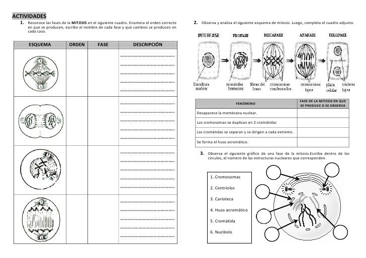 Resultado de imagen de taller sobre mitosis