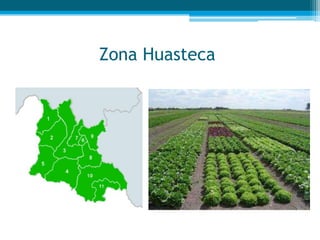 Zona Huasteca

 