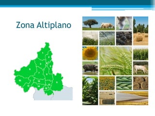 Zona Altiplano

 