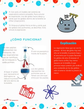 ¿CÓMO FUNCIONA?
11. Con esto, el modelo del sistema de
respiratorio estará completo. Para simular
la respiración, tira del globo hacia abajo y
verás que los globos dentro de la botella se
inflan (inspiración).
12. Empuja el globo hacia arriba y verás que
los globos (los pulmones), se desinflan. Esto
simula la espiración.
Explicación
La respiración tiene que ver con la
presión. Al tirar del globo hay más
sitio en la botella, la presión baja y
el aire entra por la pajita llenando
los globos de aire. Al empujar el
globo hacia arriba, hay menos
espacio en la botella, lo que
provoca mayor presión, por ende el
aire contenido en los dos globos
sale al exterior donde la presión es
menor.
El aire se precipita a
través de la pajita.
Las dos pajitas
representan los
bronquios, las
vías respiratorias
que se ramifican
de la tráquea a
cada pulmón.
Los dos globos
representan los
pulmones que se
llenan con aire que
entra por las pajitas.
Al bajar el globo
que representa el
diafragma se
reduce la presión
del aire dentro de
la botella.
CIRCUITDRONE
 