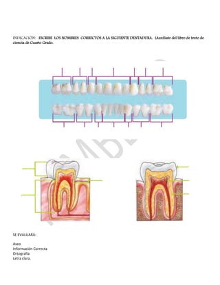 INDICACIÓN: ESCRIBE LOS NOMBRES CORRECTOS A LA SIGUIENTE DENTADURA. (Auxíliate del libro de texto de
ciencia de Cuarto Grado.
SE EVALUARÁ:
Aseo
Información Correcta
Ortografía
Letra clara.
 