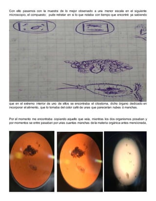 Con ello pasamos con la muestra de lo mejor observado a una menor escala en el siguiente
microscopio, el compuesto; pude retratar en si lo que notaba con tiempo que encontré ya sabiendo
que en el extremo interior de uno de ellos se encontraba el citostoma, dicho órgano dedicado en
incorporar el alimento, que lo tomaba del color café de unas que parecerían nubes ó manchas.
Por el momento me encontraba copiando aquello que veía, mientras los dos organismos posaban y
por momentos se entre pasaban por unas cuantas manchas de la materia orgánica antes mencionada,
 