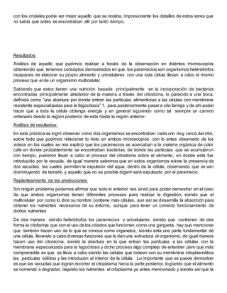 con los cristales podía ver mejor aquello que se notaba, impresionante los detalles de estos seres que
no sabía que antes se encontraban allí por tanto tiempo.
Resultados:
Análisis de aquello que pudimos realizar a través de la observación en distintos microscopios
obteniendo que tenemos conceptos demostrados en que los paramecios son organismos heterótrofos
incapaces de elaborar su propio alimento y unicelulares con una sola célula llevan a cabo el mismo
proceso que el de un organismo multicelular.
Sabiendo que estos tienen una nutrición basada principalmente en la incorporación de bacterias
encontradas principalmente alrededor de la materia a través del citostoma, lo parecido a una boca,
definida como “una abertura por donde entran las partículas alimenticias a las células con membrana
resistente especializadas para la fagocitosis” 1. para posteriormente pasar a cito faringe y de ahí poder
hacer que a toda la célula obtenga energía y en general siguiendo como tal siempre un camino
ordenado desde la región posterior de esta hasta la región anterior.
Análisis de resultados:
En esta práctica se logró observar como dos organismos se encontraban cada uno muy cerca del otro,
sobre todo que pudimos relacionar lo visto en ambos microscopios con lo antes observado de los
videos en los cuales se nos explicó que los paramecios se acercaban a la materia orgánica de color
café en donde probablemente se encontraban bacterias, de dónde las partículas que se acumularon
con tiempo, pudieron llevar a cabo el proceso del citostoma sobre el alimento, en donde este fue
introducido por la vacuola, de igual manera sabemos que en estos organismos existe la presencia de
dos vacuolas, las cuales permiten la expulsión del agua, dentro de la célula, observando que se van
disminuyendo de tamaño y aquello que no es posible digerir será expulsado por el paramecio.
Replanteamiento de las predicciones:
Sin ningún problema podemos afirmar que todo lo anterior nos sirvió para poder demostrar en el caso
de que ambos organismos tienen diferentes procesos para realizar la digestión, siendo que el
multicelular por como lo dice su nombre contiene más células, aun así se desarrolla la absorción para
obtener los nutrientes necesarios de su entorno, aunque para tener un correcto funcionamiento de
dichos nutrientes
De otra manera siendo heterótrofos los paramecios y unicelulares, siendo que contienen de otra
forma la citofarinje que con el uso de los ciliados que funcionan como una garganta, hay que mencionar
que también hacen uso de lo que se conoce como organelos, siendo esta una parte fundamental de
una célula, llevando a cabo diversas funciones que le dan una estructura al organismo, de igual manera
hacen uso del citostoma, siendo la abertura en la que entran las partículas a las células con la
membrana especializada para la fagocitosis y dicho proceso algo complejo de entender pero que más
comprensible es que se lleva a cabo siendo las células que rodean con su membrana citoplasmática
las partículas sólidas y las introducen al interior de la célula. Lo importante que se puede demostrar
es que las vacuolas que logran recorrer el citoplasma hacia la parte posterior, logrando que el alimento
se comenzó a degradar, dejando los nutrientes al citoplasma ya antes mencionado y siendo así que la
 