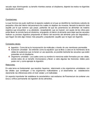vacuola vaya disminuyendo su tamaño mientras avanza al citoplasma, dejando los restos no digeridos
expulsados al exterior.
Conclusiones:
Lo que hicimos nos pudo reafirmar el aspecto ovalado en el que se identificó la membrana cubierta de
pequeños cilios del interior del paramecio los cuales no dejaban de moverse, llamado la atención todo
aquello por lo que tuvieron que pasar, partiendo de que los paramecios se alimentan de materia
orgánica que encuentran a su alrededor, recapitulando que se mueven con ayuda de los cilios para
poder llevar la comida hacia el citostoma, empujando al interior el alimento para dejar que las vacuolas
realicen su proceso digestivo preparando el interior del recorrido del alimento para ser degradado y
que hagan de este algo incluso más pequeño y expulsando aquello que no logro ser digerido.
Conceptos claves:
Ingestión: Como tal es la incorporación de moléculas a través de una membrana permeable.
Excreción unicelular: Se entiende como la expulsión que se lleva a cabo en la membrana de la
célula de sustancias que no tienen un uso aparente, es posible mediante las vacuolas que están
presentes en el citoplasma.
Organismo unicelular: Los cuales como su nombre lo menciona están formados por una célula,
siendo estos de un tamaño microscópico y llevan a cabo algunas las funciones vitales para
poder vivir y como ejemplo la digestión.
Relaciones:
En este tema es fundamental que nosotros hayamos relacionado a los organismos unicelulares con
las células que constituyen a los organismos multicelulares y al observarlos se establecieron
claramente las diferencias entre el nivel celular y el multicelular.
Un aspecto importante fué establecer la característica casi exclusiva de Paramecium de contener una
boca u orificio permanente de ingestión de los alimentos.
 