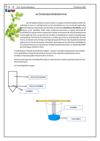 Prof. TatianaRodriguez 3° Química-2022
FASE ESTACIONARIA
LÍNEA DE SIEMBRA
SIEMBRA
ACTIVIDADEXPERIMENTAL
Los cloroplastosdebensucolorverde a un pigmentodenominadoclorofila.Sin
embargo, lo que en realidad existe en los cloroplastos es una mezcla de pigmentos
representadosprincipalmente pordostiposde clorofila(clorofilaa y clorofila b),por β
caroteno y por xantofila. Todas estas sustancias presentan un grado diferente de
solubilidad,locual permitesuseparacióncuandounasoluciónde estaasciendeporuna
tira de papel de filtro, ya que las más solublesse desplazarán a mayor velocidad, pues
acompañarán fácilmente al disolvente a medida que éste va ascendiendo. De esta
forma,al cabode ciertotiempo,alolargodelpapelde filtrose iránsituandolosdistintos
pigmentos en forma de bandas coloreadas. Basandose en las diferentes afinidades de
los componentesde unasoluciónporel papel (soporte fijo) opor un líquidoabsorbido
por éste (agua, alcohol u otro).
A medidaque el líquido asciende porel papel,‘’arrastra’’aquelloscomponentesmássolubles
enél, dejándolos amayordistanciade lamuestrainicial.Aquelloscomponentesmenos
solublesenlíquidoquedanmáscercade la muestra.
Existenvariostiposde cromatografías segúnel material que se utilice comofase móvil ycomo
fase estacionaria.
Ej: Cromatografíaen papel
SIEMBRA
FASE MÓVIL
 
