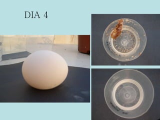 DIA 4 