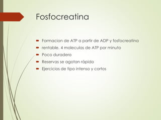 Fosfocreatina
 Formacion de ATP a partir de ADP y fosfocreatina
 rentable. 4 moleculas de ATP por minuto
 Poco duradero
 Reservas se agotan rápido
 Ejercicios de tipo intenso y cortos
 