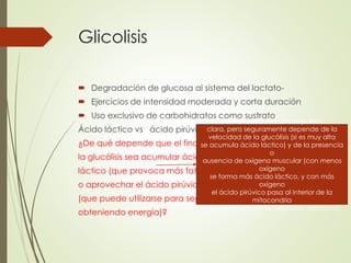 Glicolisis
 Degradación de glucosa al sistema del lactato-
 Ejercicios de intensidad moderada y corta duración
 Uso exclusivo de carbohidratos como sustrato
Ácido láctico vs ácido pirúvico
¿De qué depende que el final de
la glucólisis sea acumular ácido
láctico (que provoca más fatiga)
o aprovechar el ácido pirúvico
(que puede utilizarse para seguir
obteniendo energía)?
No existe todavía una respuesta
clara, pero seguramente depende de la
velocidad de la glucólisis (si es muy alta
se acumula ácido láctico) y de la presencia
o
ausencia de oxígeno muscular (con menos
oxígeno
se forma más ácido láctico, y con más
oxígeno
el ácido pirúvico pasa al interior de la
mitocondria
y se aprovecha en la oxidación aeróbica).
 