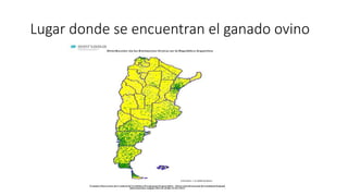 Lugar donde se encuentran el ganado ovino
 
