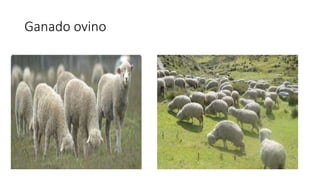 Ganado ovino
 