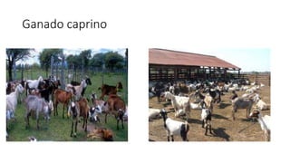 Ganado caprino
 