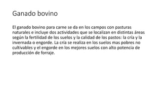 Ganado bovino
El ganado bovino para carne se da en los campos con pasturas
naturales e incluye dos actividades que se localizan en distintas áreas
según la fertilidad de los suelos y la calidad de los pastos: la cría y la
invernada o engorde. La cría se realiza en los suelos mas pobres no
cultivables y el engorde en los mejores suelos con alto potencia de
producción de forraje.
 