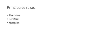 Principales razas
• Shorthorn
• Hereford
• Aberdeen
 