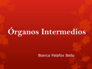 Órganos Intermedios
Bianca Palafox Bello

 